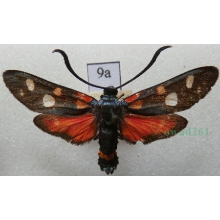 Zygaena ephialtes (Linnaeus, 1767) Kraśnik goryszowiec Deutschland9a